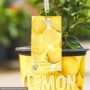 Lemon Tree – Ponderosa – #3 Container